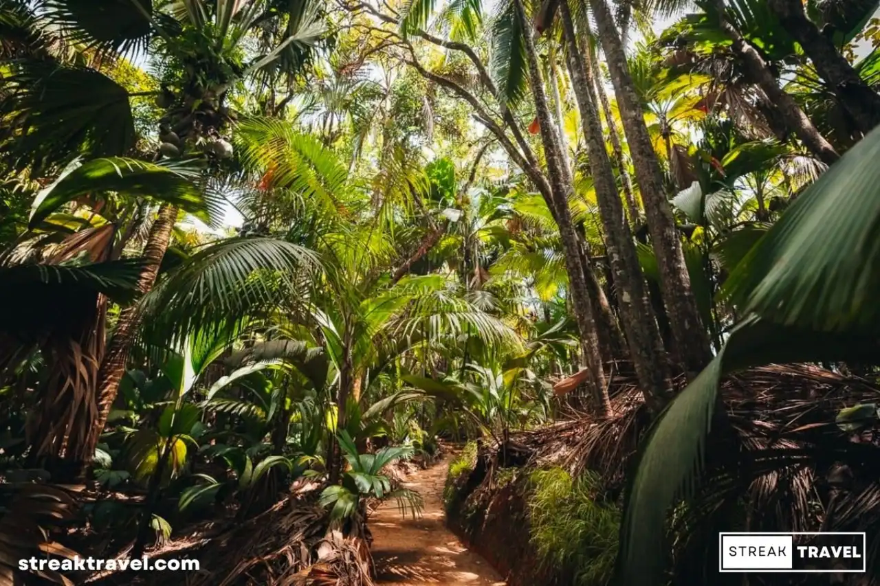 Vallée de Mai Nature Reserve, Praslin Island